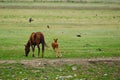 Foal playing and galloping next grazing mare Royalty Free Stock Photo