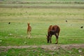 Foal playing and galloping next grazing mare Royalty Free Stock Photo