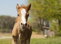 Foal pony with a white blaze on his head Royalty Free Stock Photo