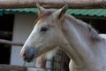 Foal portrait Royalty Free Stock Photo