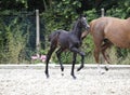 Foal raises forequarters