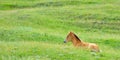 Adorable foal resting