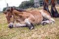 Foal resting Royalty Free Stock Photo