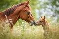 foal resting in meadow while being nuzzled by mother Royalty Free Stock Photo