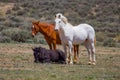 Foal Resting With Stallion And Mare
