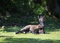 Foal resting in the sun Royalty Free Stock Photo