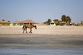 Foal running along the shore of the beach