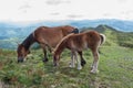 Foal and it`s mother