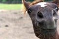 Foal`s nose close-up funny face Royalty Free Stock Photo