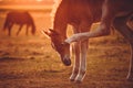 Foal scratching itself with a hind leg on the pasture in the evening sun