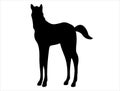 Foal silhouette vector art white background