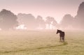 Foal silhouette on pasture in fog