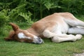 Foal sleeping on grass