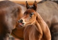 Foal smiling