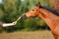 Foal sniffing candy