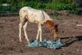 A foal sniffing trash in the summer