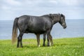 Foal standing behind a black horse near the lake Royalty Free Stock Photo