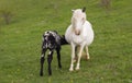 Foal sucking mothers milk from mare