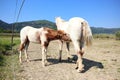 Foal suckling milk Royalty Free Stock Photo
