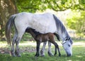 Foal suckling Royalty Free Stock Photo