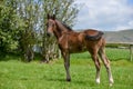 Foal in the summer sun.