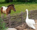 Foal and swan