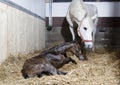 Foal tries to get up Royalty Free Stock Photo