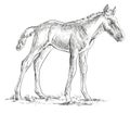 Foal vector hand drawing illustration Royalty Free Stock Photo