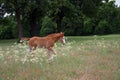 Foal Walking in Wildflowers