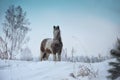 The foal walks through the snowdrifts in the forest. Cute fluffy animal.