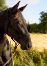 Foal Royalty Free Stock Photo