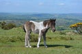 Foal on Whitchurch Common, roaming free Royalty Free Stock Photo