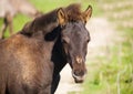 Foal of wild horse (tarpan) Royalty Free Stock Photo