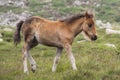 Foal of a wild pony walking through a mountain landscape