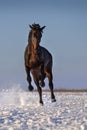 Foal in winter