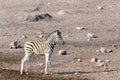 Foal Of Zebra In Etosha Namibia, Africa