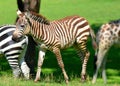 Foal zebra is several species of African equids Royalty Free Stock Photo