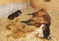 Foaling