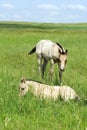 Foals in field