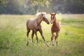 Foals fun run Royalty Free Stock Photo