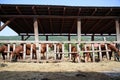 Foals and mares eat hay in summer corral Royalty Free Stock Photo