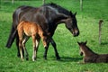 Foals and mother