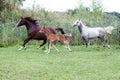 Foals nd mares running through the meadow summertime Royalty Free Stock Photo