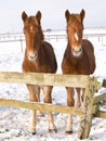 Foals In The Snow Royalty Free Stock Photo