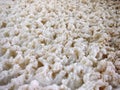 Foam of a beer fermenting