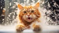 Foam bubbles are flying around a funny cat. An active ginger cat is happy to bathe in the bathtub with foam in the grooming salon