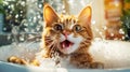 Foam bubbles and splashing water are flying around a funny cat. An active ginger cat is happy to bathe in the bathtub with foam in