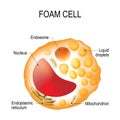 Foam cell. Cell structure Royalty Free Stock Photo