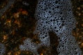 Foam on the water. Dark water Royalty Free Stock Photo