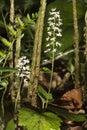 Foamflower blooming in the woods at Northwest Park, Windsor, Con